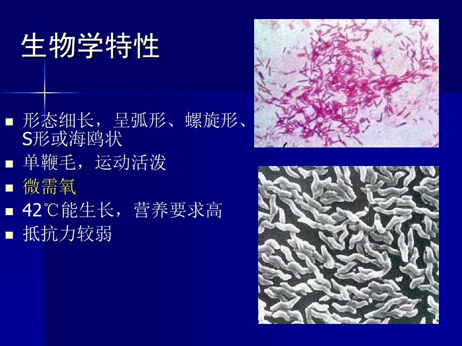 第16部分其他细菌名师编辑PPT课件.ppt_第3页