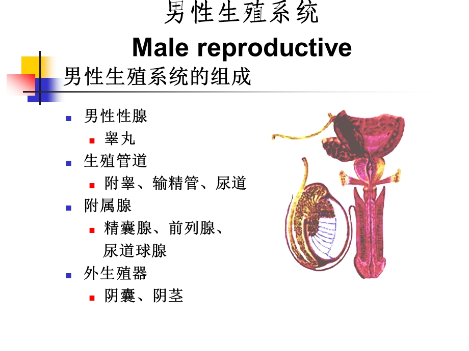 第18章男性生殖系统.ppt_第1页