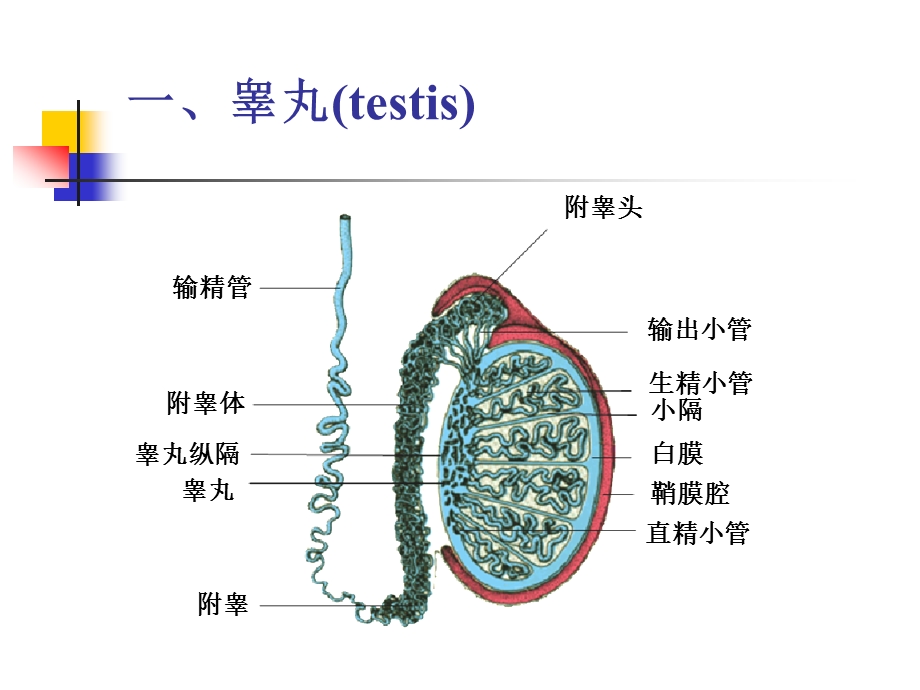 第18章男性生殖系统.ppt_第2页