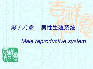 第18章男性生殖系统1.ppt