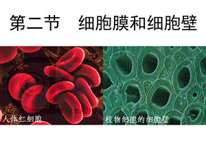 细胞膜和细胞壁精品教育.ppt