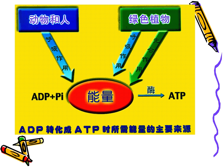 细胞呼吸课件精品教育.ppt_第3页