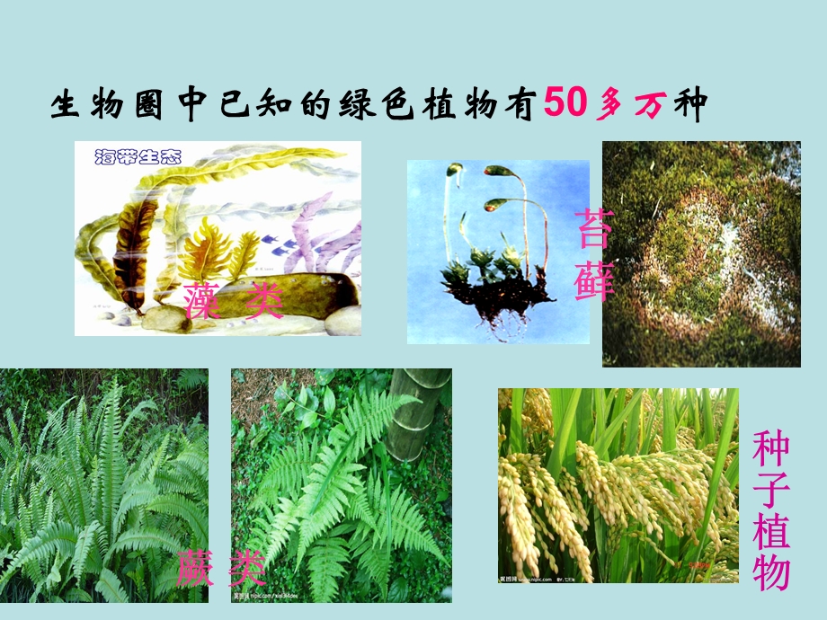 藻类苔藓和蕨类植物精品教育.ppt_第2页