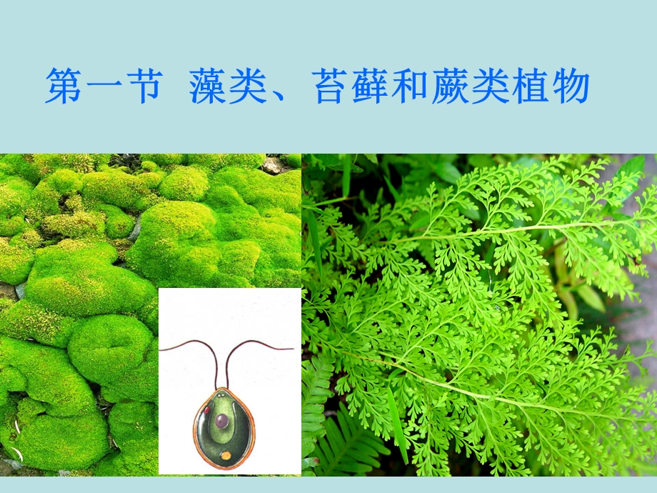 藻类苔藓和蕨类植物精品教育.ppt_第3页