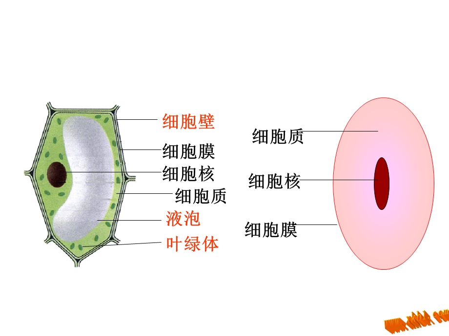 细胞的生活2精品教育.ppt_第2页