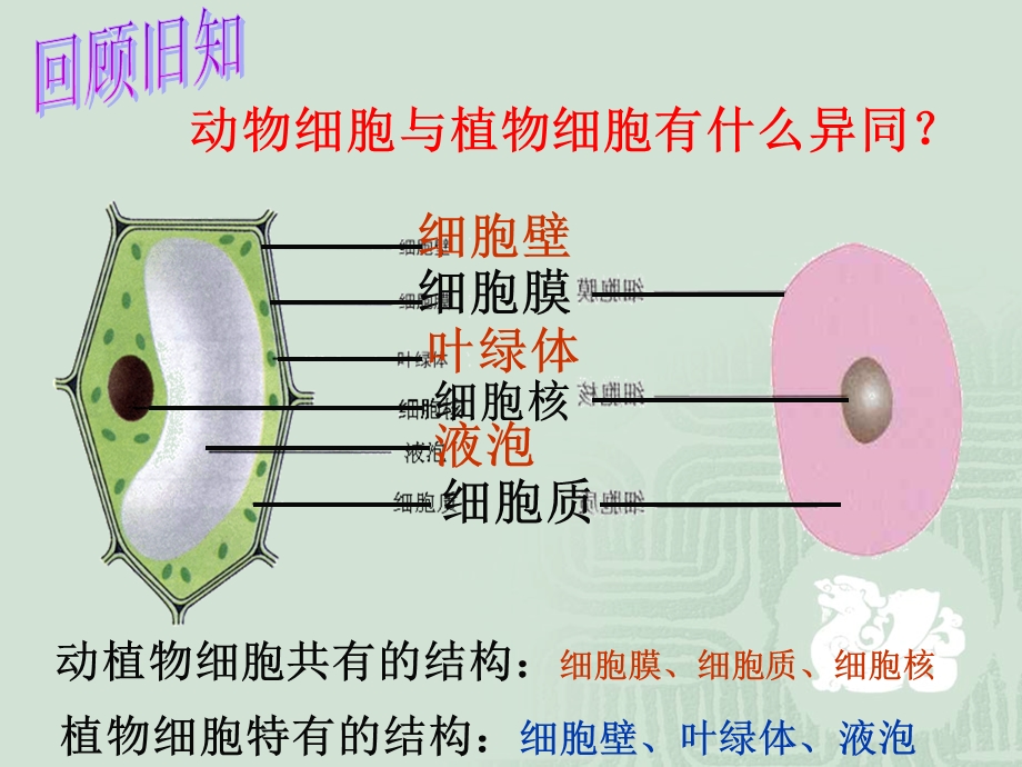 细胞的生活四课时精品教育.ppt_第1页