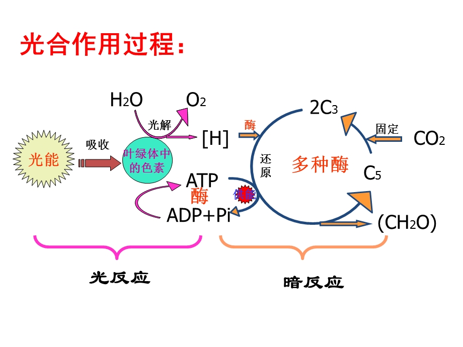 影响光合作用因素公开课.ppt_第2页