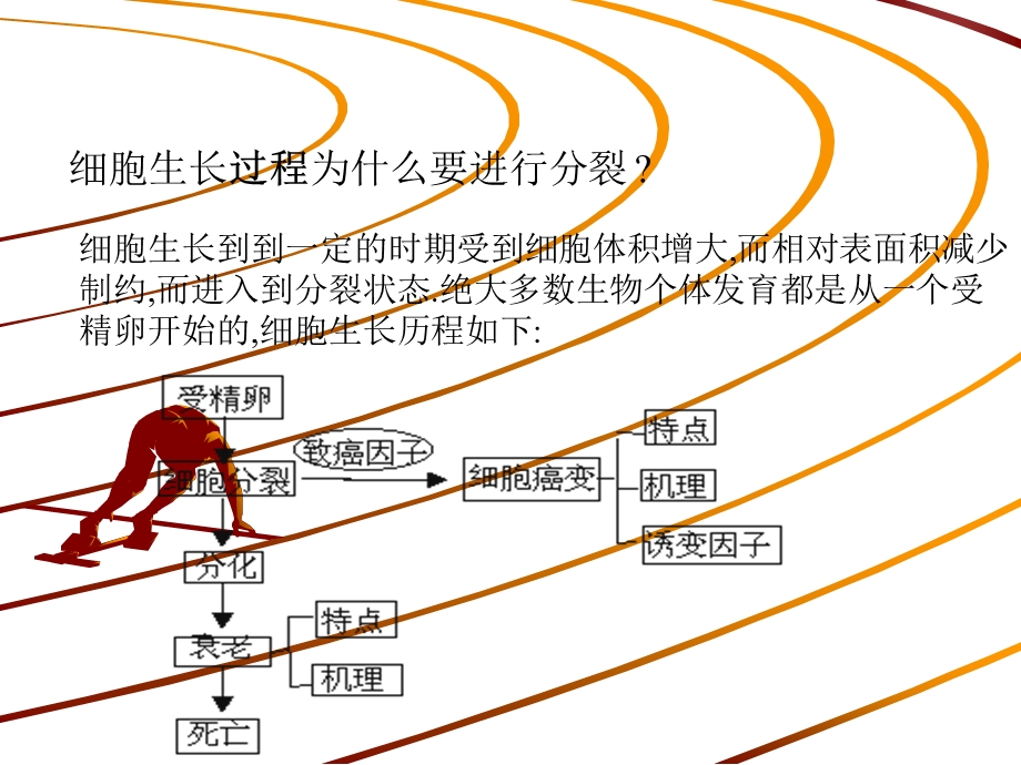 细胞的分化衰老精品教育.ppt_第2页