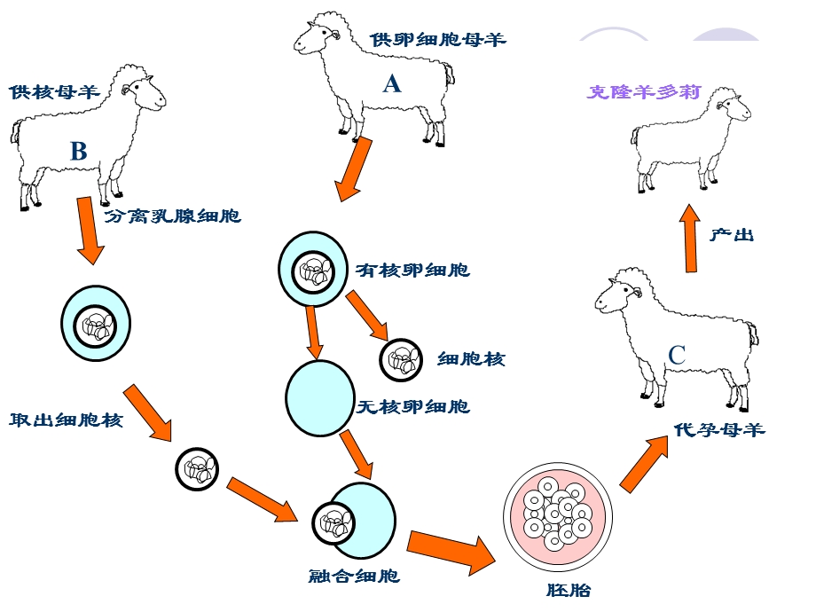 细胞核是遗传信息库ppt精品教育.ppt_第3页