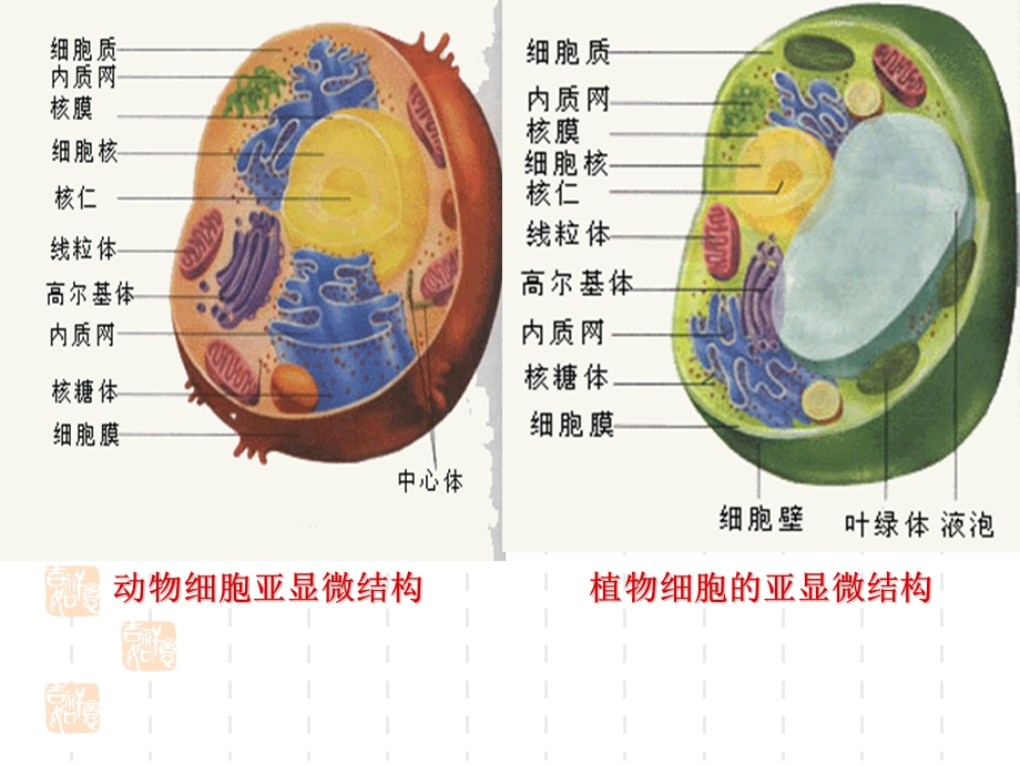 细胞呼吸教学课件精品教育.ppt_第3页