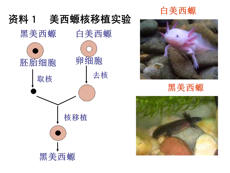 细胞核的课件精品教育.ppt_第3页