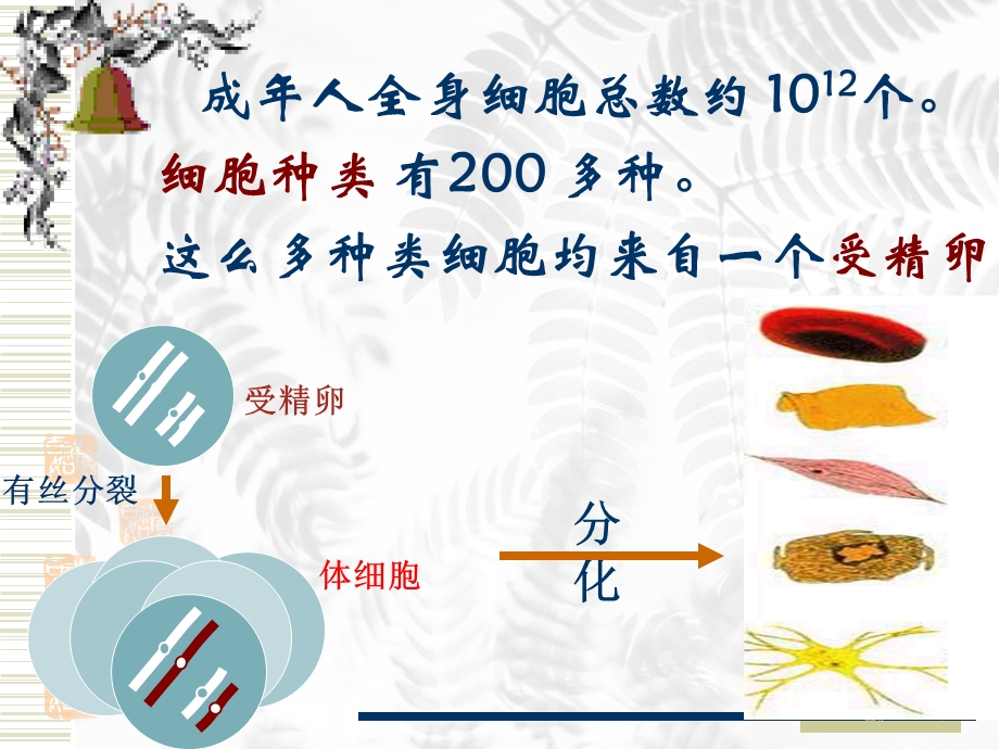 细胞的分化、癌变和衰老精品教育.ppt_第3页