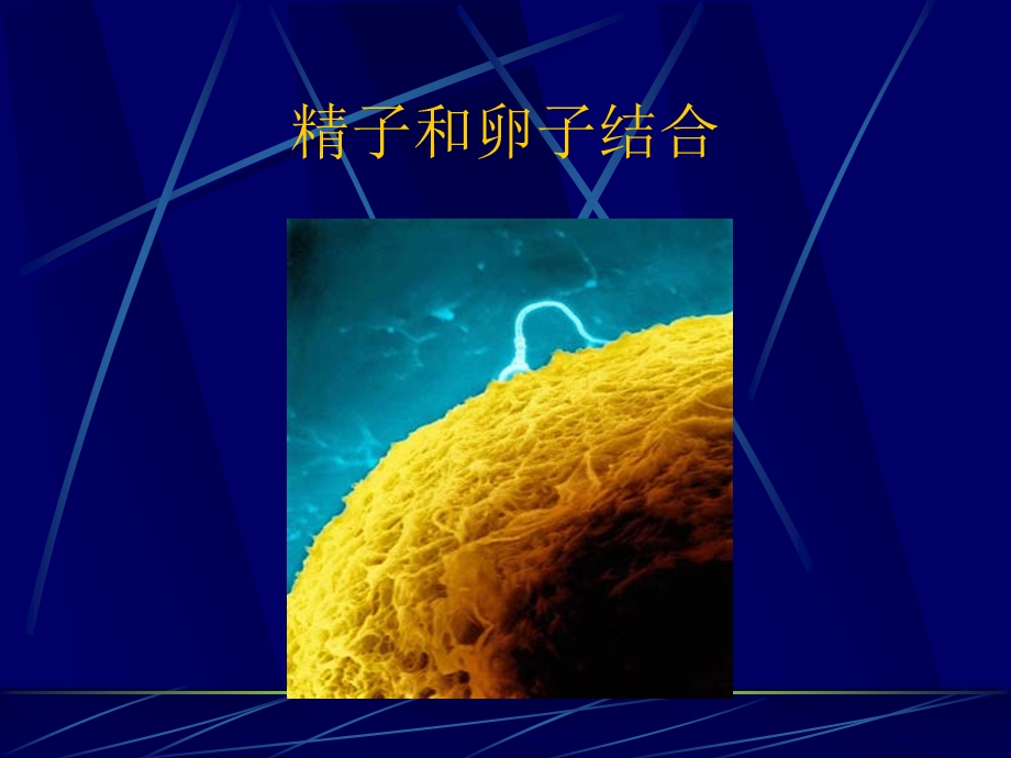 影响心理发展的遗传因素名师编辑PPT课件.ppt_第3页