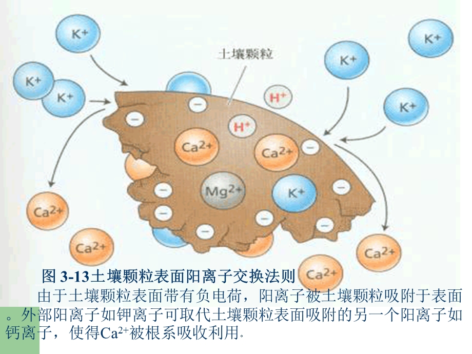 影响养分吸收的因素.ppt_第3页