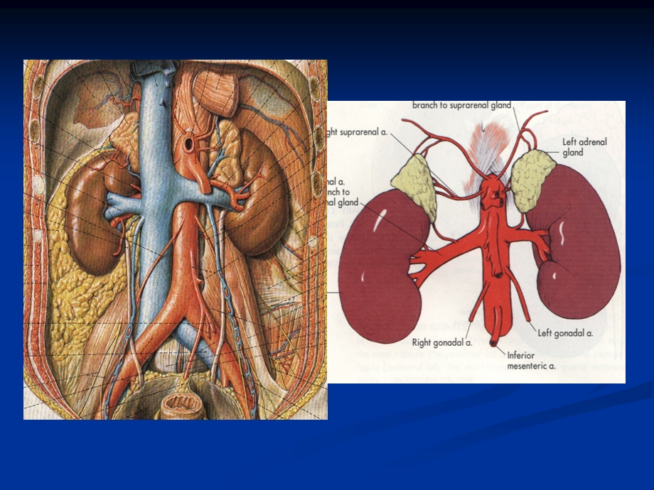 影像解剖肾上腺.ppt_第2页