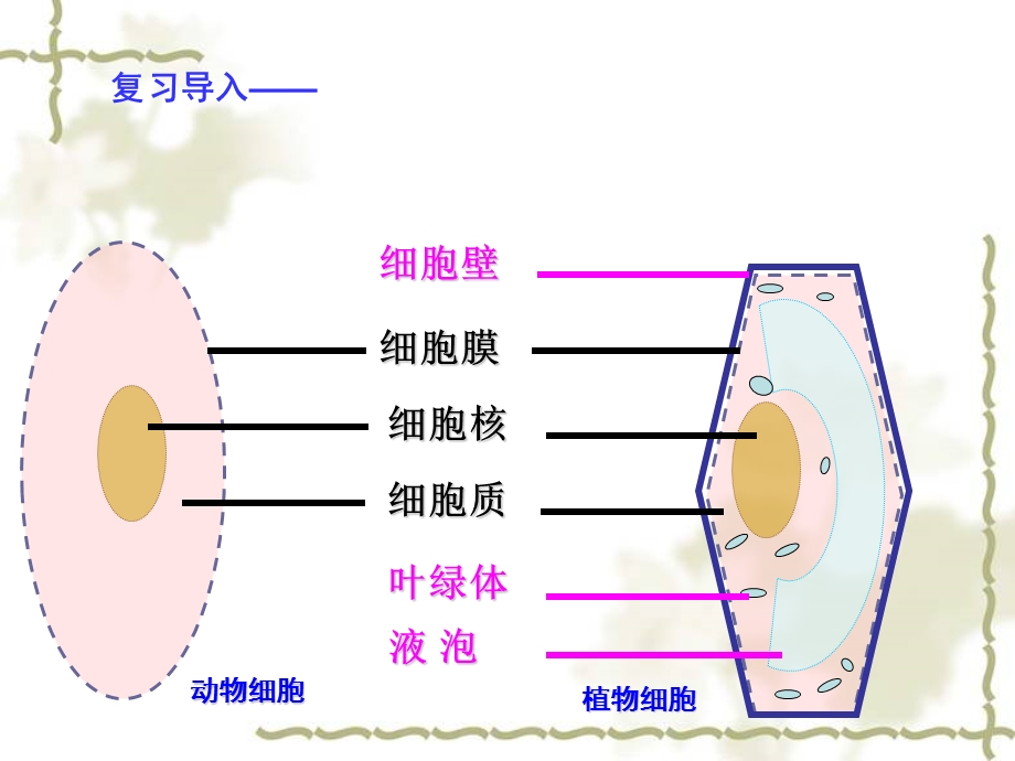 细胞的生活传精品教育.ppt_第1页