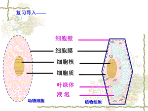 细胞的生活传精品教育.ppt