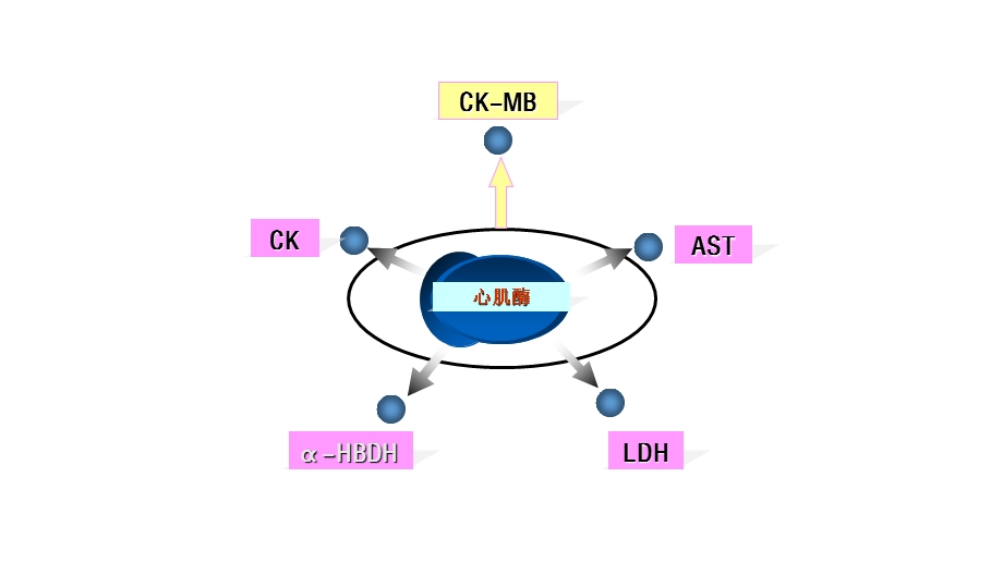 心肌酶谱检测及意义.ppt_第3页