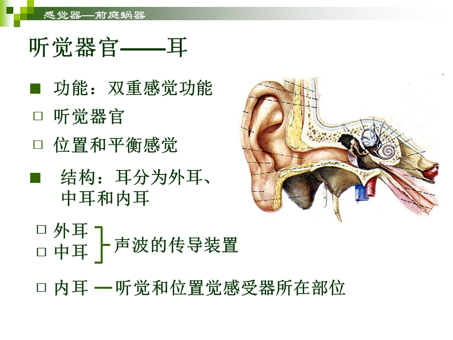 感觉器官耳.ppt_第2页