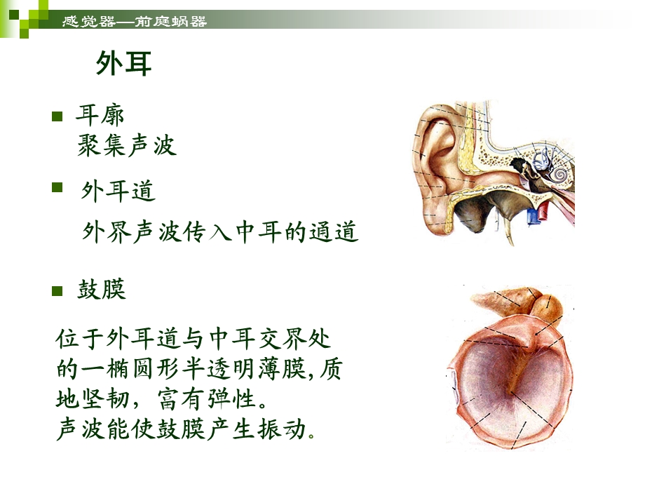 感觉器官耳.ppt_第3页