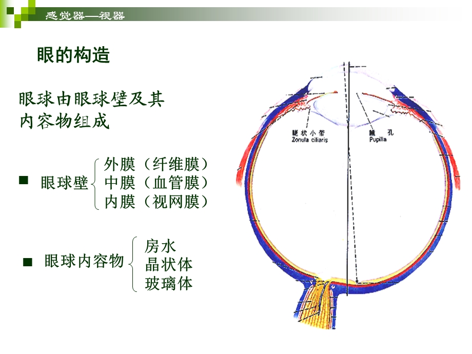 感觉器官视器.ppt_第2页