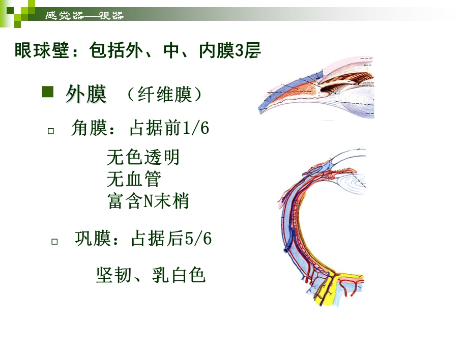 感觉器官视器.ppt_第3页