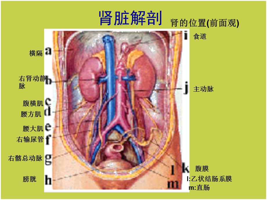 急性肾功能衰竭ppt课件.ppt_第3页