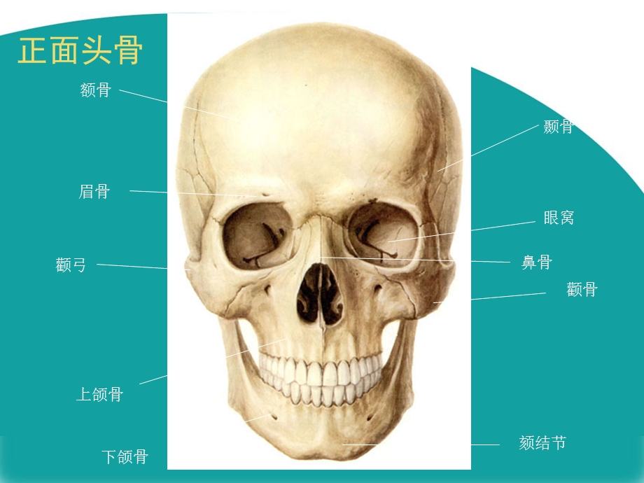 头骨及头部肌肉结构.ppt_第3页