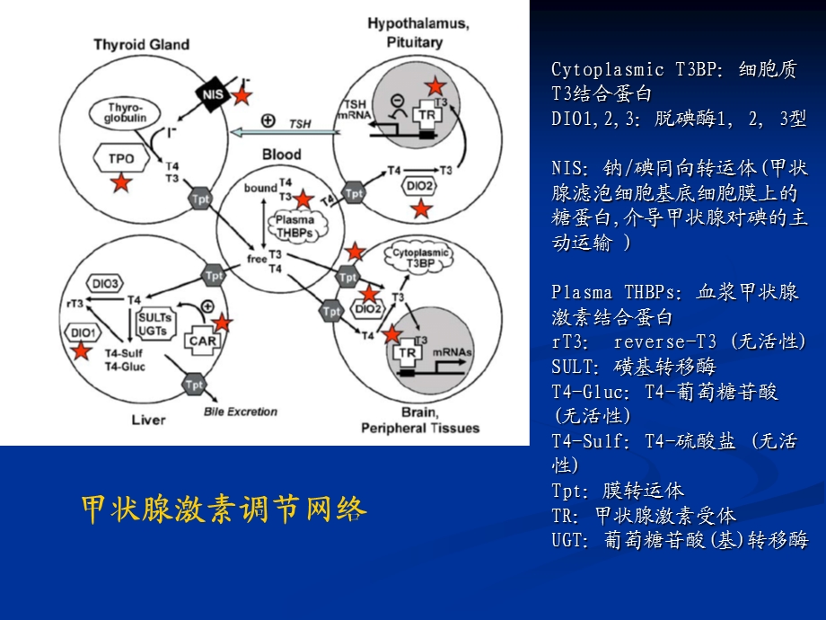 妊娠合并甲减SCH2.ppt_第2页