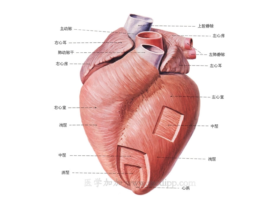 心脏图谱名师编辑PPT课件.ppt_第2页