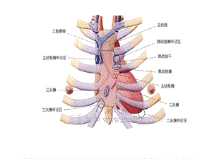 心脏图谱名师编辑PPT课件.ppt