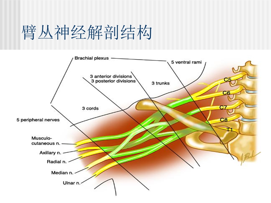 新生儿臂丛神经损伤.ppt_第3页