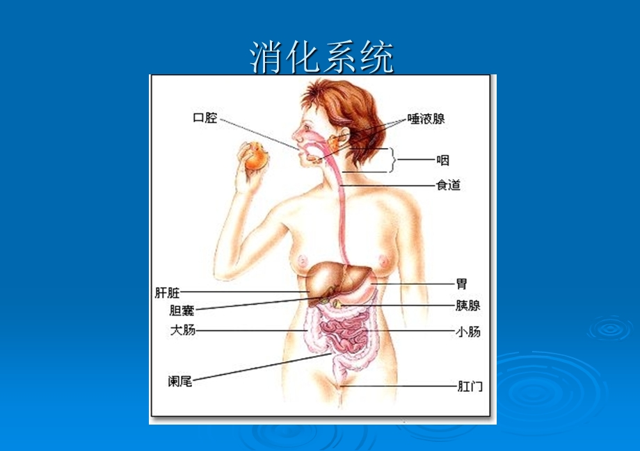 小儿腹泻护理ppt课件.ppt_第2页