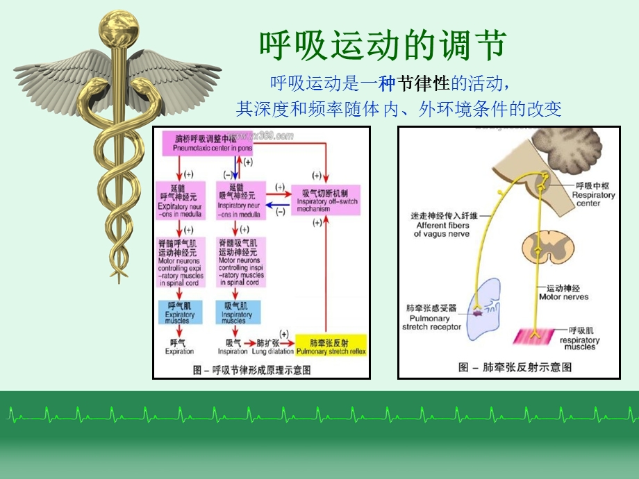 呼吸运动调节及急性试验性呼吸功能不全的急救.ppt_第2页