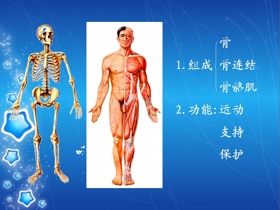 支持与运动骨.ppt_第2页