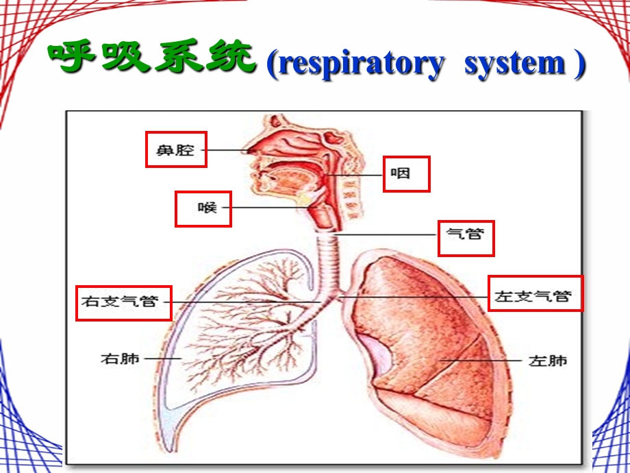 呼吸道对空气的处理3.ppt_第2页