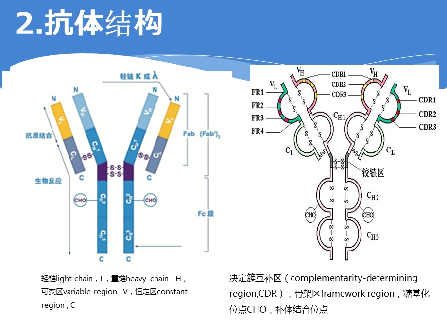 抗体类型与特点基础知识.ppt_第3页