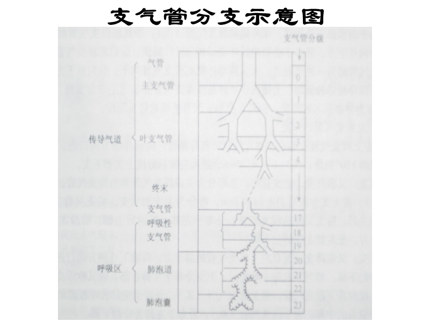 呼吸衰竭临床诊治名师编辑PPT课件.ppt_第3页