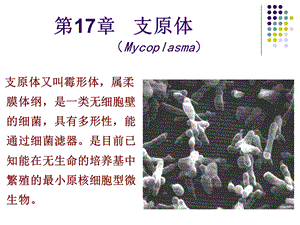 支原体Mycoplasma.ppt