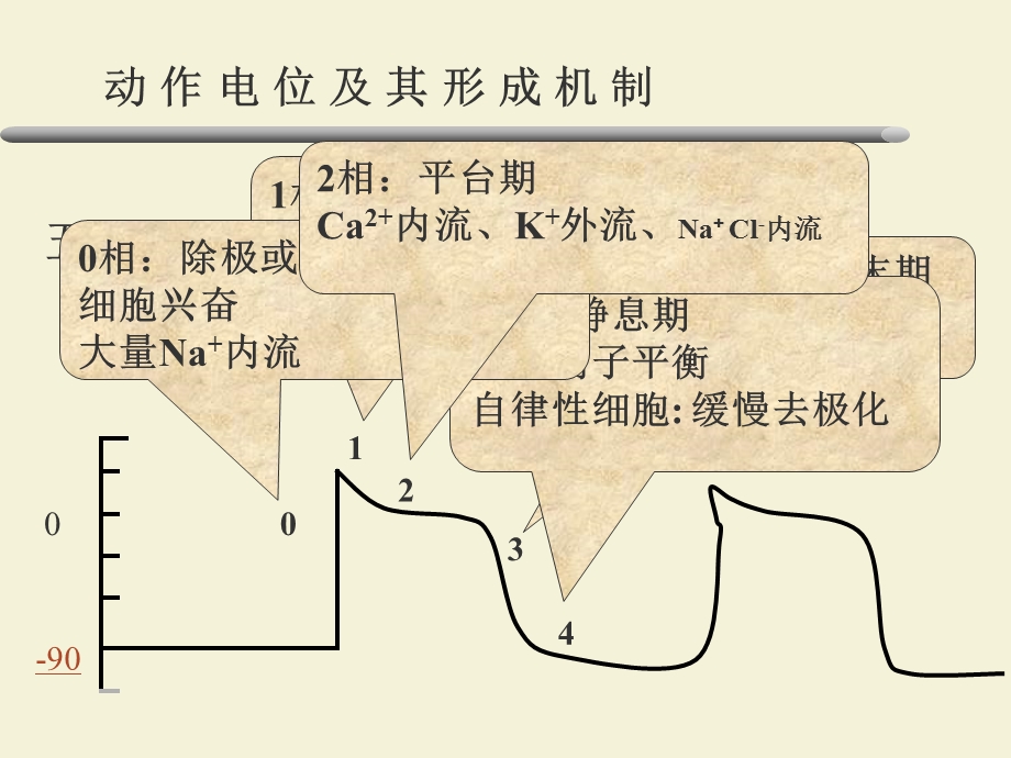 第24章抗心律失常药名师编辑PPT课件.ppt_第3页