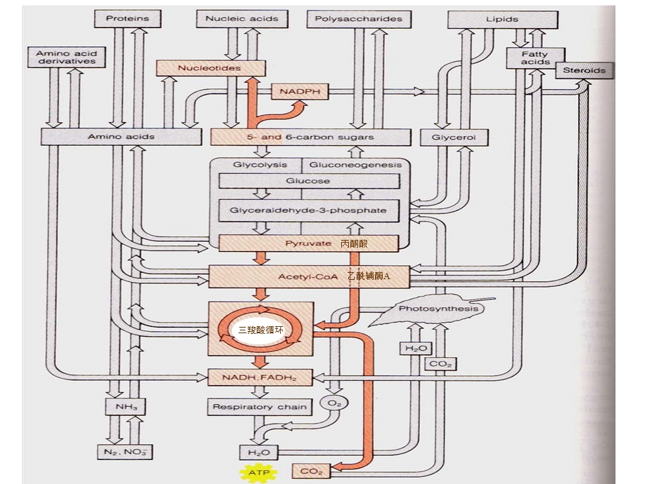 第23章三羧酸循环名师编辑PPT课件.ppt_第2页