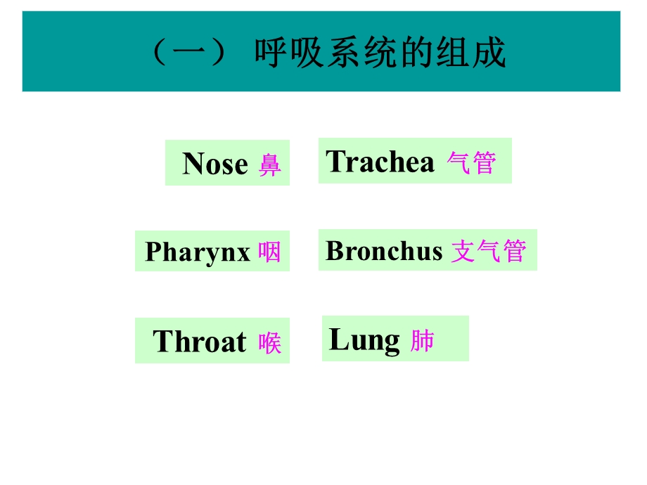 第29章呼吸系统药理名师编辑PPT课件.ppt_第2页