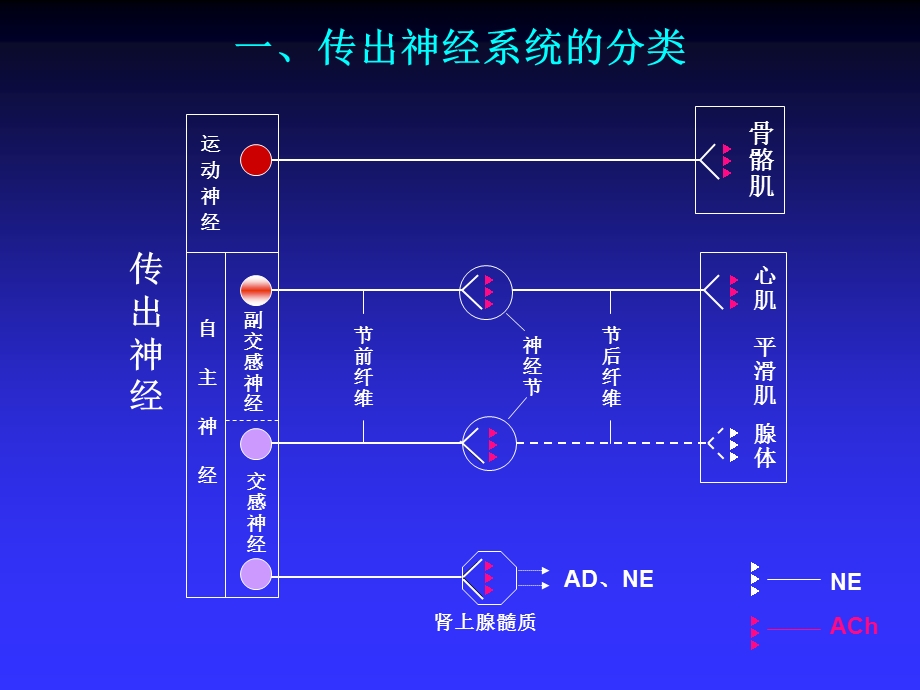 第2章传出神经系统药物.ppt_第2页