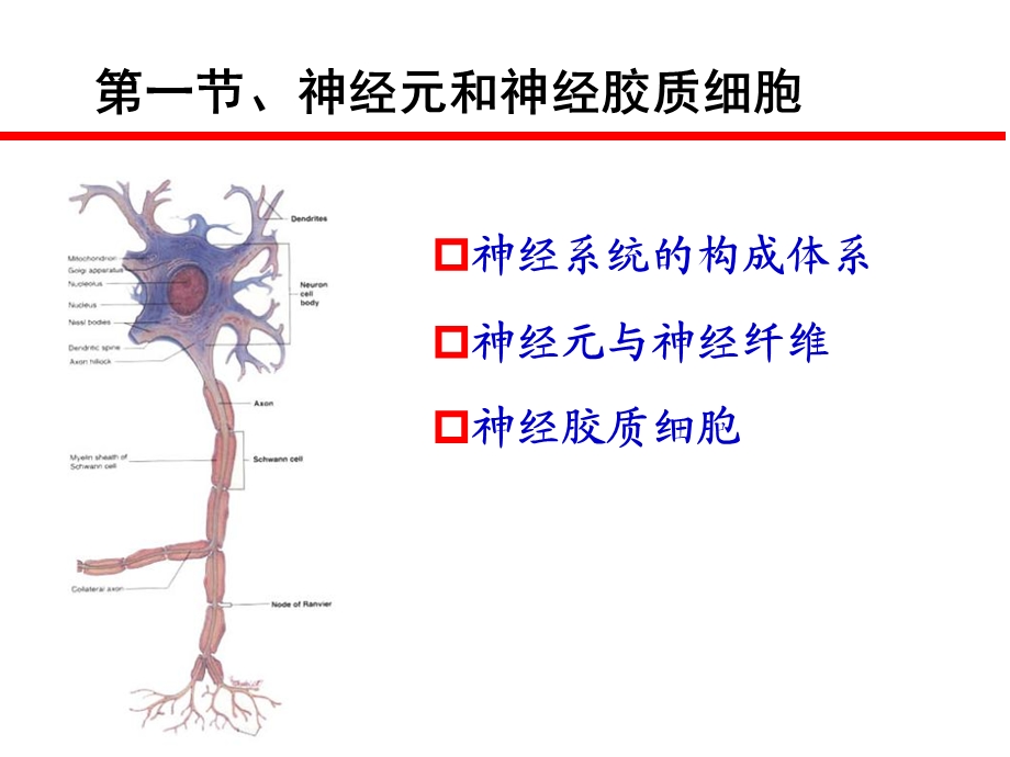 第十一章神经系统.ppt_第3页