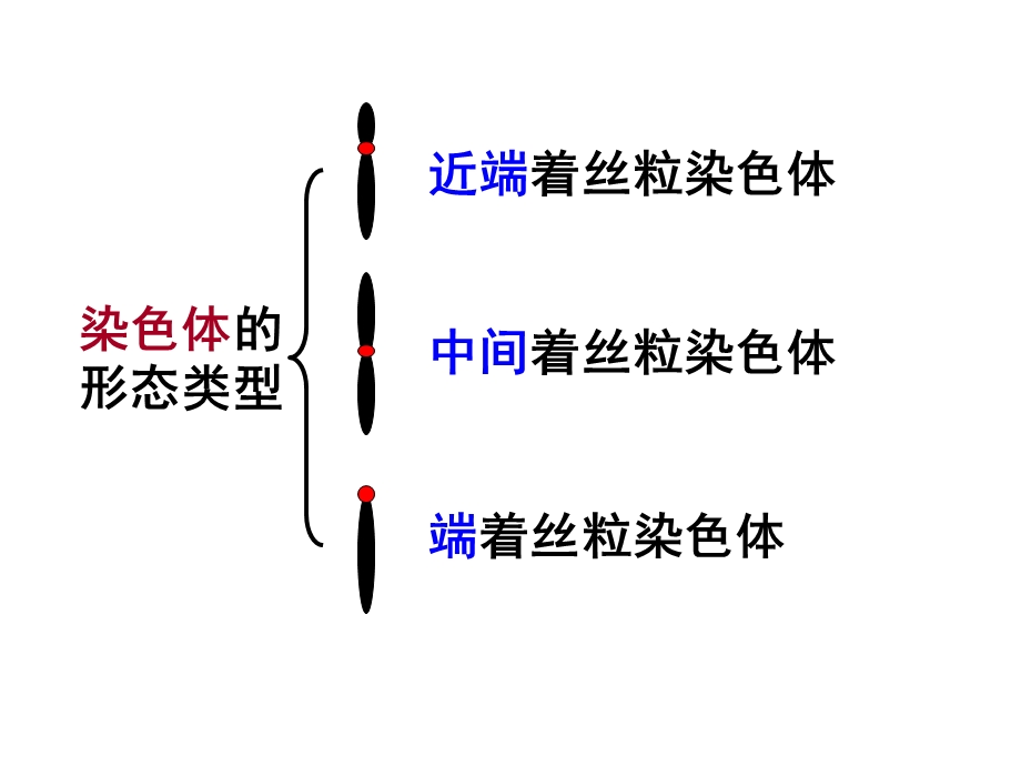 第2章第1节减数分裂中的染色体行为.ppt_第3页