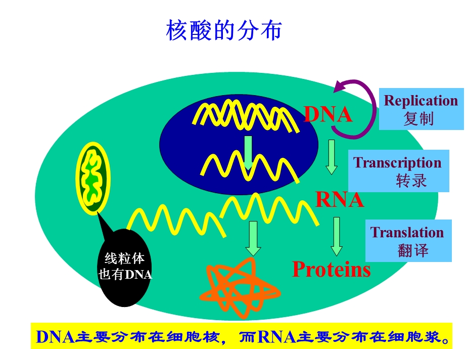 第2章核酸的结构与功能名师编辑PPT课件.ppt_第3页