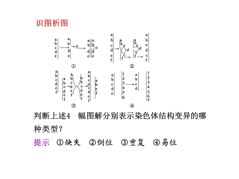 第24课时染色体变异.ppt_第2页