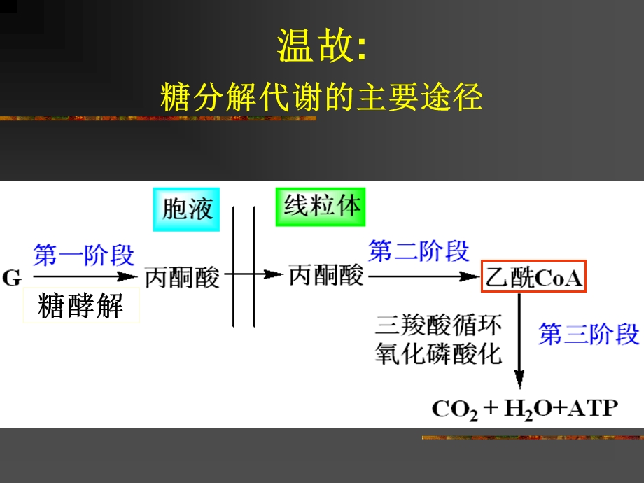 第25章糖代谢的其他途径.ppt_第2页