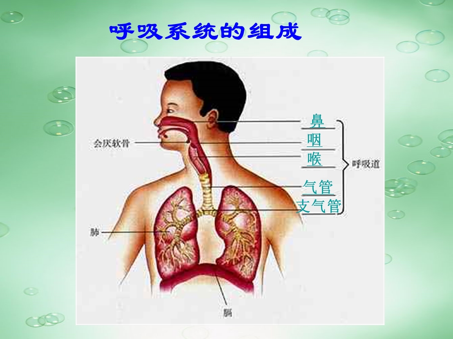 第一节呼吸道对空气的处理名师编辑PPT课件.ppt_第2页