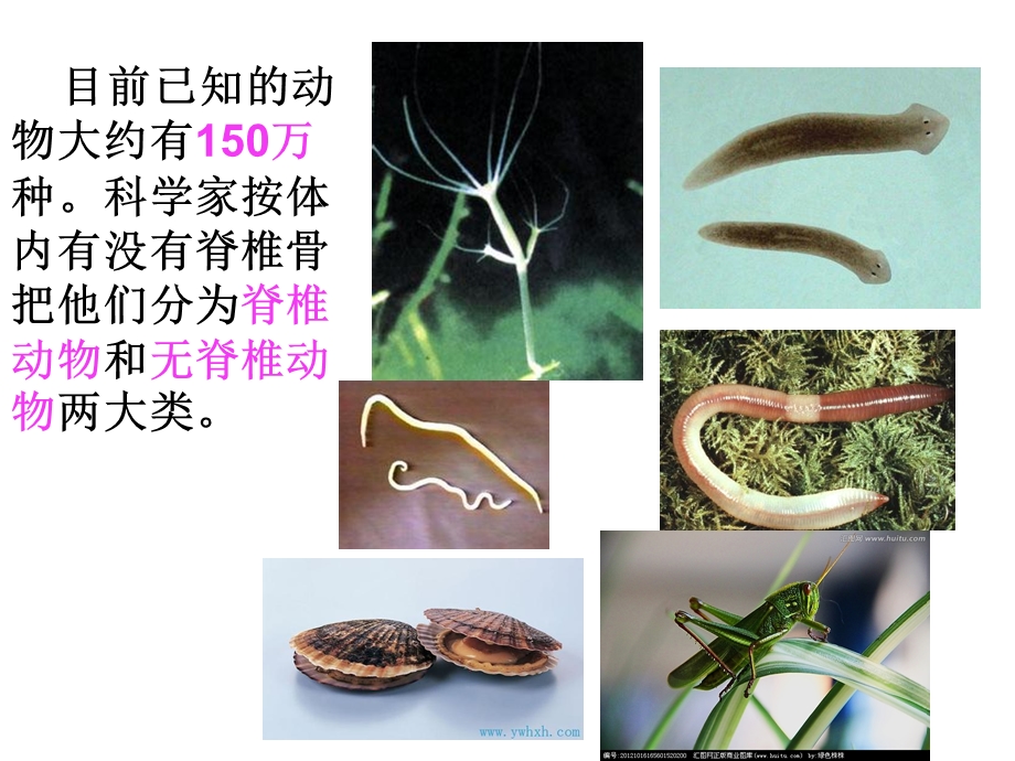 第一节腔肠动物和扇形动物.ppt_第3页